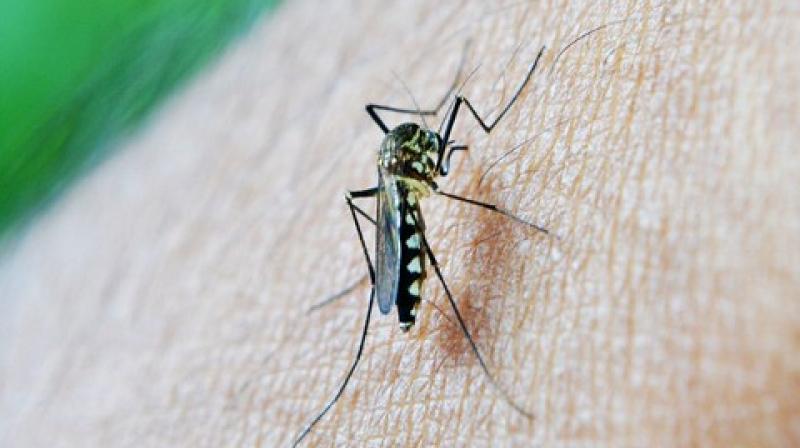 Cells in a mosquito's gut take up iron in the blood and use it to produce reactive oxygen. (Photo: ANI) Cells in a mosquito's gut take up iron in the blood and use it to produce reactive oxygen. (Photo: ANI)
