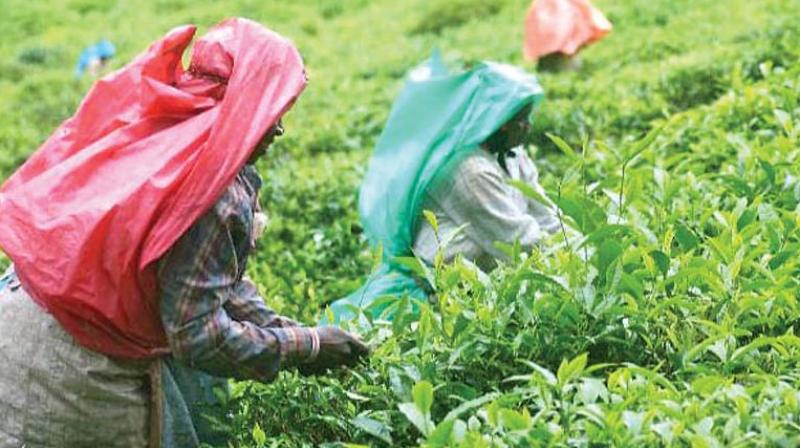 The Tea Board should also create a special fund to provide educational assistance to wards of STGs,” he noted. The Tea Board should also create a special fund to provide educational assistance to wards of STGs,” he noted.