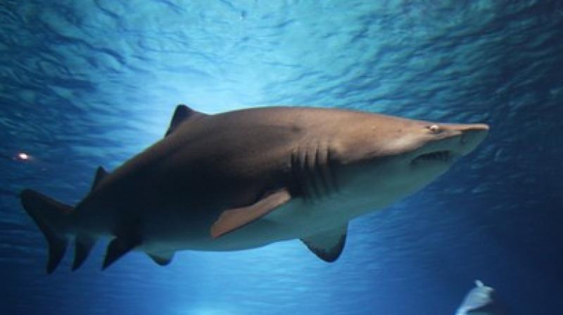The Environment Ministry said Friday the woman was killed the previous day by a tiger shark off the remote island