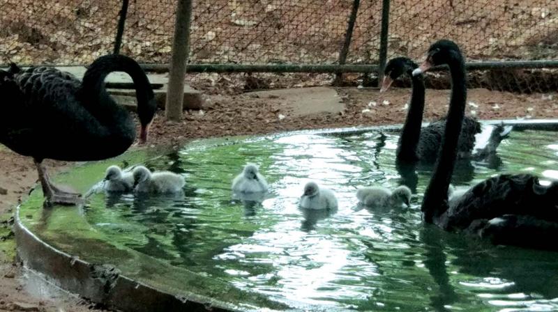 According to Zoo officials, six eggs were laid at an interval of two days each. According to Zoo officials, six eggs were laid at an interval of two days each.