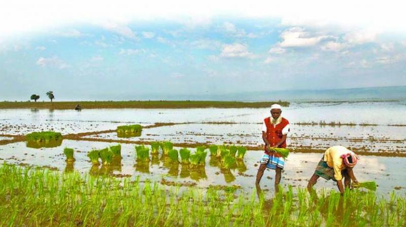 This not only improves the soil and water situation, there is also a huge improvement in the farmer's economic situation. This not only improves the soil and water situation, there is also a huge improvement in the farmer's economic situation.