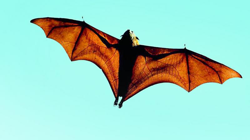 Goa: Man with Nipah symptoms kept under observation in hospital in Bambolim