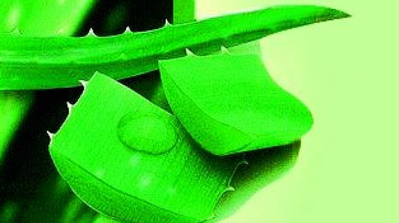 Aloe vera contains two hormones — Auxin and Gibberellins — which reduce skin inflammation. Aloe vera contains two hormones — Auxin and Gibberellins — which reduce skin inflammation.