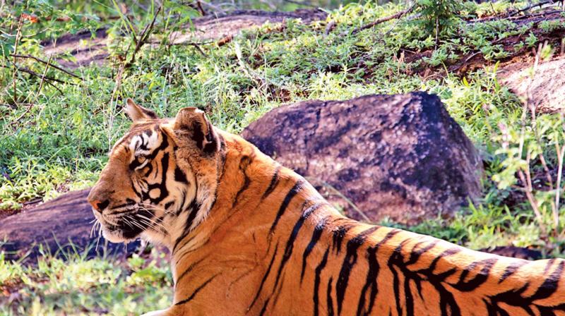 Tigers at MTR woods. (Photo:K.B.Nagenthiran) Tigers at MTR woods. (Photo:K.B.Nagenthiran)
