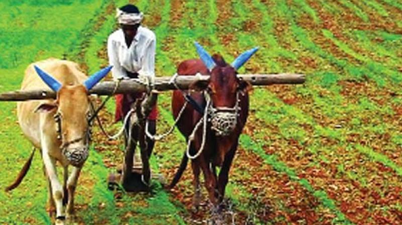 Farm sector accounts for about 14 per cent of India’s $2.6 trillion economy and employs more than half of the country’s 1.3 billion people. Farm sector accounts for about 14 per cent of India’s $2.6 trillion economy and employs more than half of the country’s 1.3 billion people.