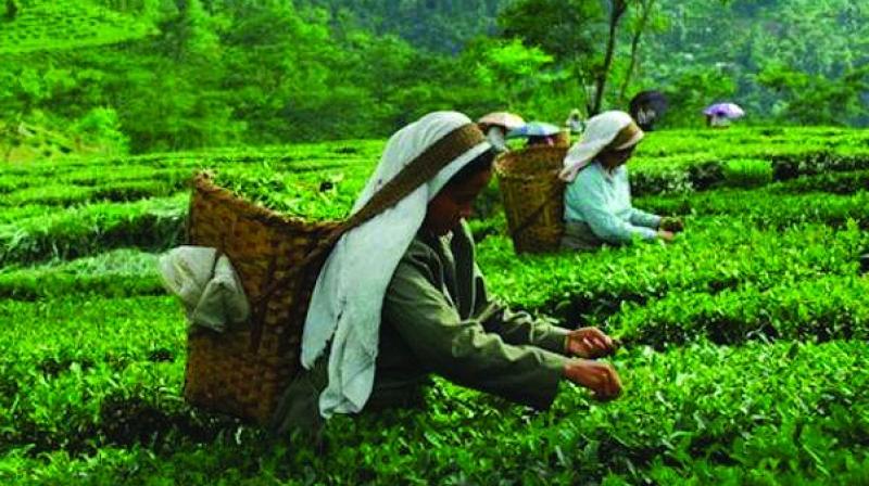 In the last seven years, that is between 2013 and 2019, prices of tea moved up by an average of Rs 11 per kilogram with average realisation ranging between Rs 136 and Rs 147 a kilogram, tea prices in real terms have dropped in the last five years with the rupee allowed for a free fall. In the last seven years, that is between 2013 and 2019, prices of tea moved up by an average of Rs 11 per kilogram with average realisation ranging between Rs 136 and Rs 147 a kilogram, tea prices in real terms have dropped in the last five years with the rupee allowed for a free fall.
