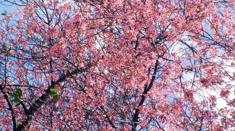 Bloom of cherry flowers in clusters atop a cheery tree in Ooty. (Photo: DC) Bloom of cherry flowers in clusters atop a cheery tree in Ooty. (Photo: DC)