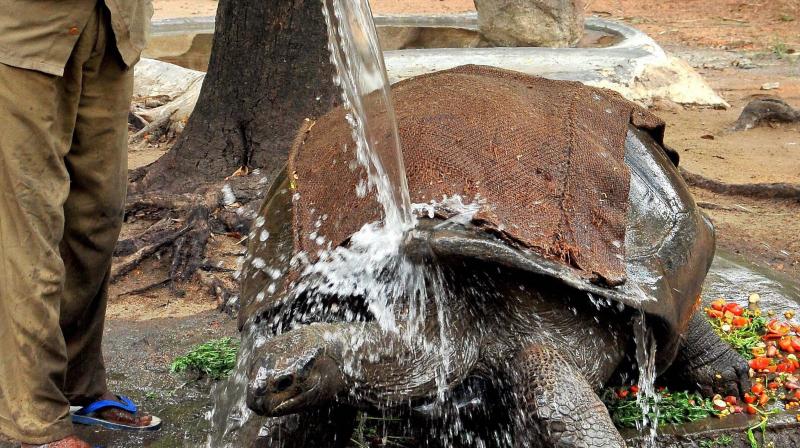 An animal keeper showers water on a tortoise as the mercury level rises at Nehru Zoological Park in Hyderabad. (Photo: PTI) An animal keeper showers water on a tortoise as the mercury level rises at Nehru Zoological Park in Hyderabad. (Photo: PTI)