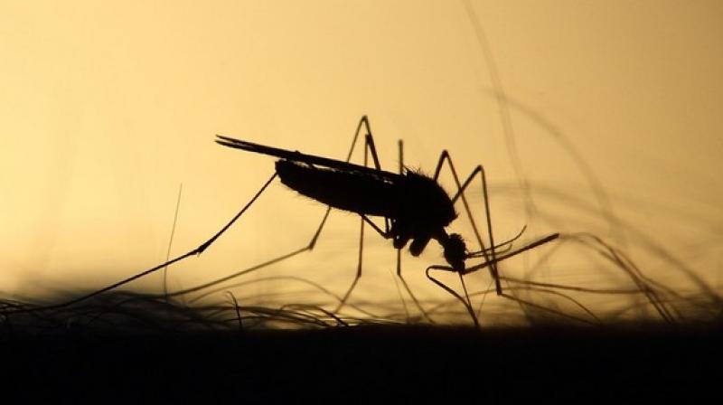 The team found that the modified pantothenamide molecules not only interfere with the development of the malaria parasite during its asexual growth phase. (Photo: Representational/Pixabay) The team found that the modified pantothenamide molecules not only interfere with the development of the malaria parasite during its asexual growth phase. (Photo: Representational/Pixabay)