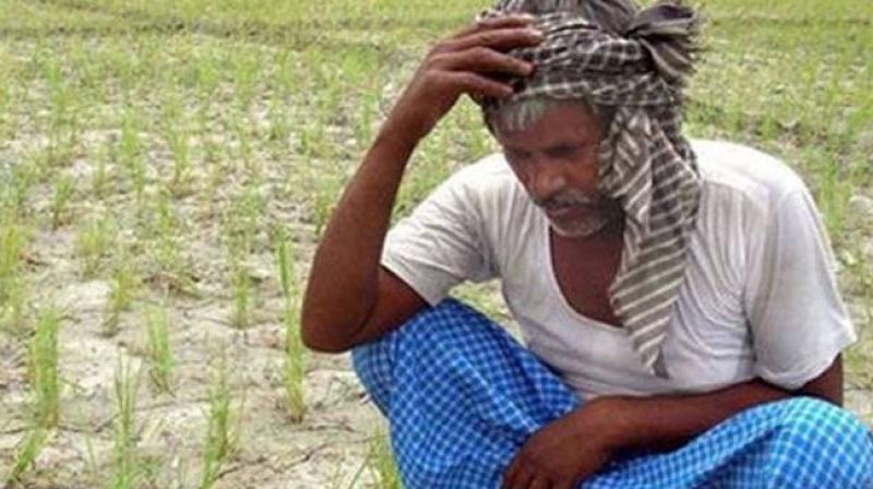 Five farmers die in three days due to indebtedness in Maharashtra. (Photo: Representational| PTI) Five farmers die in three days due to indebtedness in Maharashtra. (Photo: Representational| PTI)