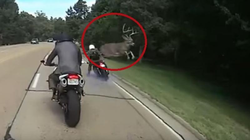 The deer simply vanished in a flash before anyone could understand what happened (Photo: YouTube) The deer simply vanished in a flash before anyone could understand what happened (Photo: YouTube)
