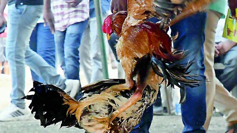 Roosters take part in a cockfight near Ramalingeswara Nagar in Vijayawada on Tuesday. — C. NARAYANA RAO Roosters take part in a cockfight near Ramalingeswara Nagar in Vijayawada on Tuesday. — C. NARAYANA RAO