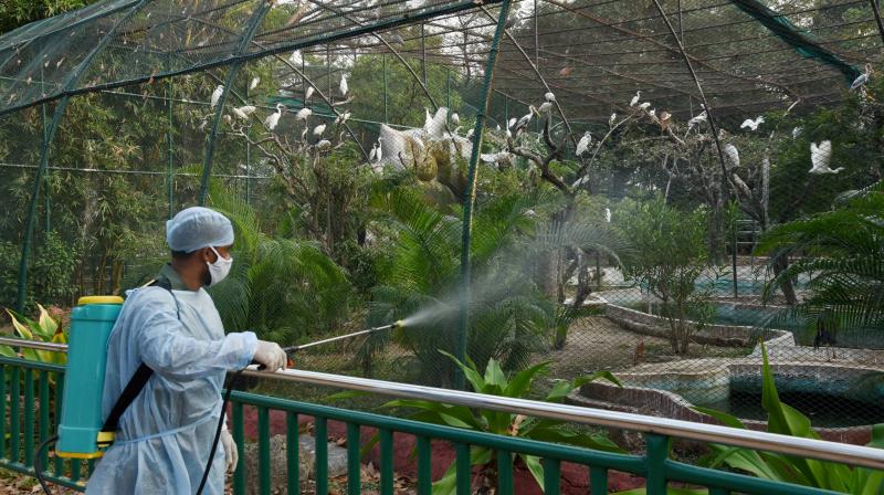 A worker sprays disinfectant at birds enclosure, as part of a preventive measure against Bird flu, at Nehru Zoological Park in Hyderabad, Thursday, Jan. 7, 2021. (PTI) A worker sprays disinfectant at birds enclosure, as part of a preventive measure against Bird flu, at Nehru Zoological Park in Hyderabad, Thursday, Jan. 7, 2021. (PTI)