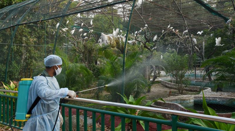 A worker sprays disinfectant at birds enclosure, as part of a preventive measure against Bird flu, at Nehru Zoological Park in Hyderabad, Thursday, Jan. 7, 2021. (PTI)