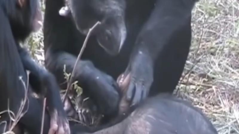 A female chimpanzee sitting down near the dead body of a young male, selecting a firm stem of grass, and intently removing debris from his teeth. (Photo: Youtube) A female chimpanzee sitting down near the dead body of a young male, selecting a firm stem of grass, and intently removing debris from his teeth. (Photo: Youtube)