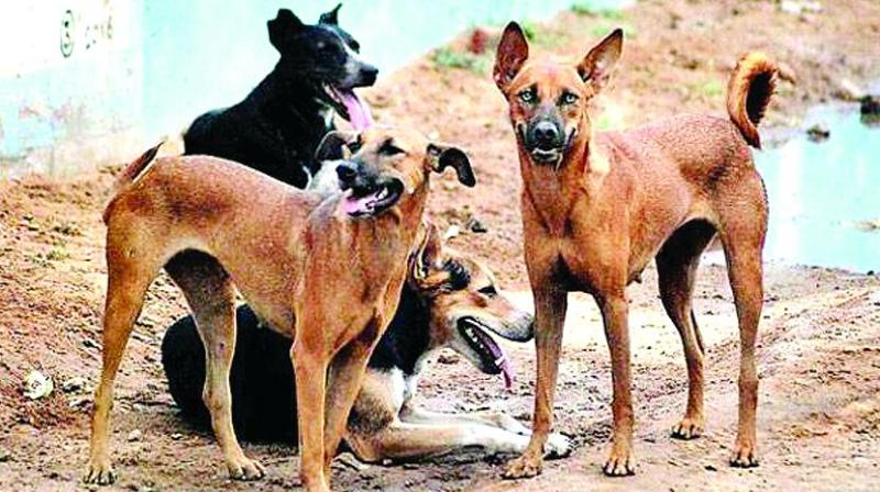 An animal welfare group, Life Conservationist Association, estimated more than 1.2 million animals not adopted from shelters have been put down since 1999. (Photo: PTI/Representational) An animal welfare group, Life Conservationist Association, estimated more than 1.2 million animals not adopted from shelters have been put down since 1999. (Photo: PTI/Representational)
