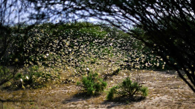 Locust attacks have been at their worst in a quarter century in several countries in east Africa and some states in western India. (AFP)