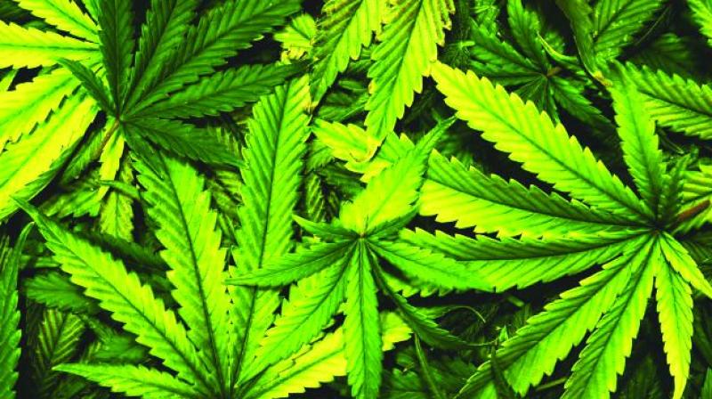 Ganja Ganja