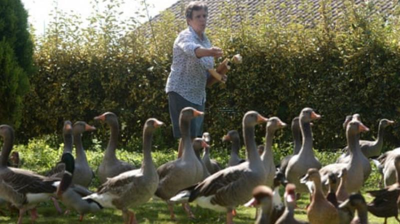 The latest case to ruffle feathers in the French countryside pits a woman rearing around 50 ducks and geese in her back garden in the southwestern Landes region -- a duck-breeding bastion -- against her newcomer neighbours. (Photo: AFP) The latest case to ruffle feathers in the French countryside pits a woman rearing around 50 ducks and geese in her back garden in the southwestern Landes region -- a duck-breeding bastion -- against her newcomer neighbours. (Photo: AFP)