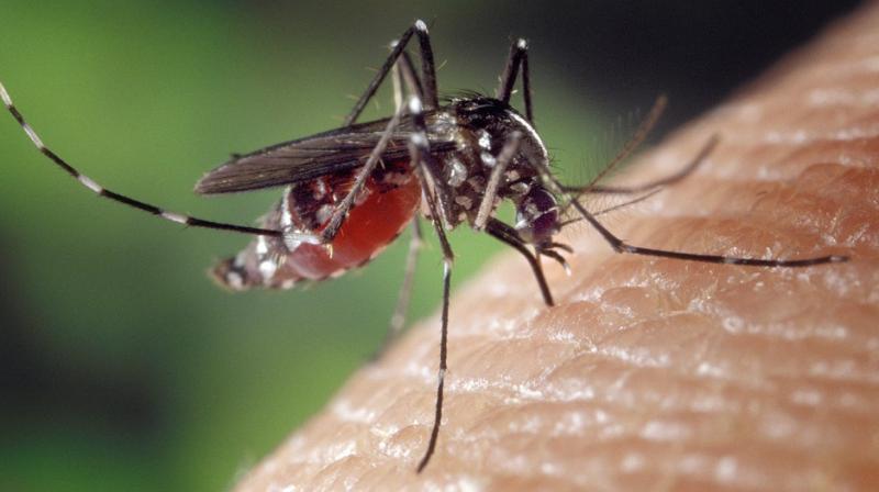 The need for health programs to avoid such outbreaks is necessary before it gets out of control. (Photo: Pixabay) The need for health programs to avoid such outbreaks is necessary before it gets out of control. (Photo: Pixabay)