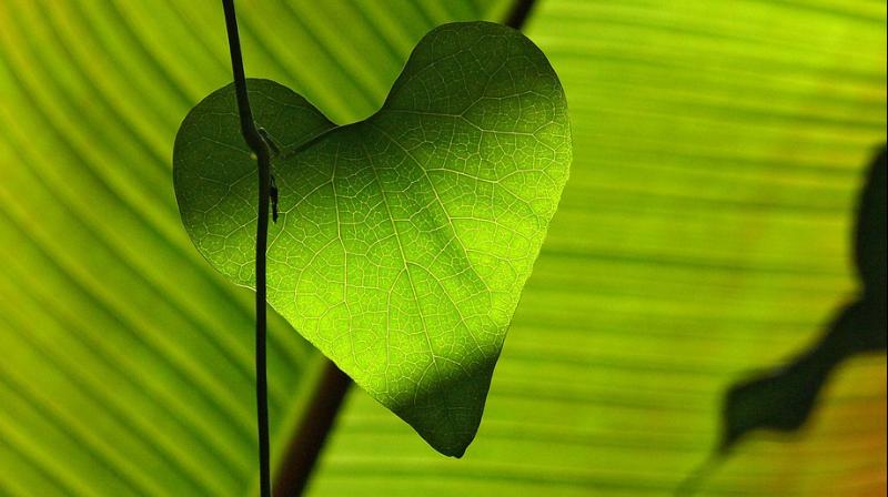 Bacterial pneumonia more dangerous to the heart than viral pneumonia. (Photo: Pixabay) Bacterial pneumonia more dangerous to the heart than viral pneumonia. (Photo: Pixabay)