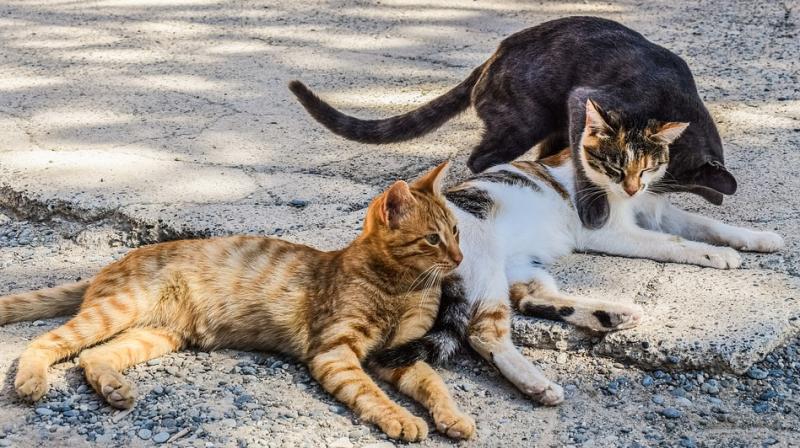 Sterilising one female cat can prevent 420,000 births in seven years. (Photo: Pixabay) Sterilising one female cat can prevent 420,000 births in seven years. (Photo: Pixabay)