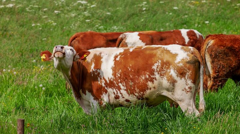 This widespread misconception arises from America’s on-going ignorance about the agriculture industry and about where food is obtained from. (Photo: Representational/Pixabay) This widespread misconception arises from America’s on-going ignorance about the agriculture industry and about where food is obtained from. (Photo: Representational/Pixabay)