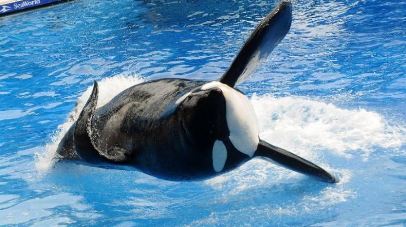 Tilikum, an orca whale made famous by the US documentary "Blackfish", died at the age of 36 on January 6, 2017. (Photo: AFP) Tilikum, an orca whale made famous by the US documentary "Blackfish", died at the age of 36 on January 6, 2017. (Photo: AFP)