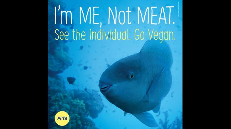 Billboards will remind everyone that one can spare sensitive aquatic animals agony of being suffocated, impaled, crushed, and cut open simply by choosing vegan meals. Billboards will remind everyone that one can spare sensitive aquatic animals agony of being suffocated, impaled, crushed, and cut open simply by choosing vegan meals.