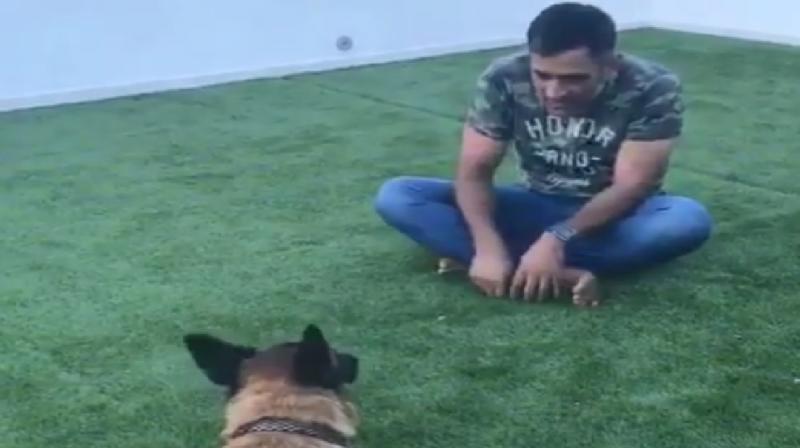 This isn't the first time a video or photo of MS Dhoni playing with his dogs made it to Instagram. (Photo: Instagram) This isn't the first time a video or photo of MS Dhoni playing with his dogs made it to Instagram. (Photo: Instagram)