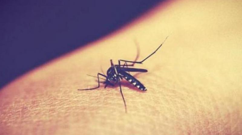 The state health department continues to observe every Thursday as anti-dengue day to observe cleanliness and awareness drive on dengue prevention and control (Representational Image) The state health department continues to observe every Thursday as anti-dengue day to observe cleanliness and awareness drive on dengue prevention and control (Representational Image)