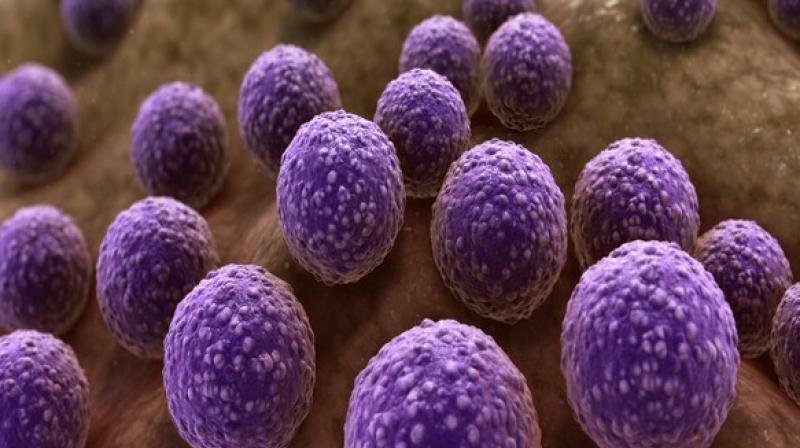 The results of the study were published in the Journal Proceedings of the National Academy of Sciences, 2019. (Photo: ANI) The results of the study were published in the Journal Proceedings of the National Academy of Sciences, 2019. (Photo: ANI)