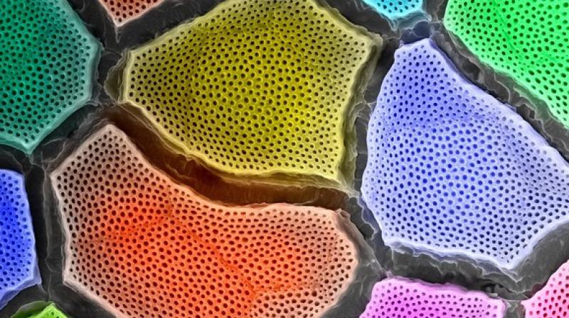 different nanoparticle materials and shapes could be used in extra layers to make a fully dynamic material like real chameleon skin (Photo: ANI) different nanoparticle materials and shapes could be used in extra layers to make a fully dynamic material like real chameleon skin (Photo: ANI)