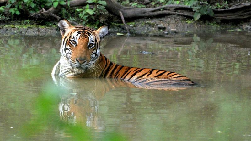 The CAG report, Report No 6 of 2017, is a severe rap on knuckles for the Forest Department over virtually all aspects of its management of the state’s forest resources and the care-taking of its fauna. The CAG report, Report No 6 of 2017, is a severe rap on knuckles for the Forest Department over virtually all aspects of its management of the state’s forest resources and the care-taking of its fauna.