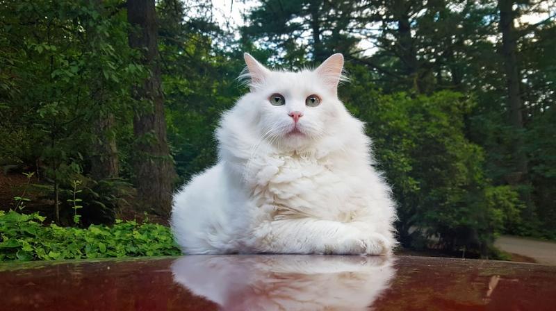 The cat was taken to RSPCA’s Newbrook Farm Animal Hospital after CCTV cobtrollers became suspicious she may have been thrown from the building. (Photo: Pixabay) The cat was taken to RSPCA’s Newbrook Farm Animal Hospital after CCTV cobtrollers became suspicious she may have been thrown from the building. (Photo: Pixabay)
