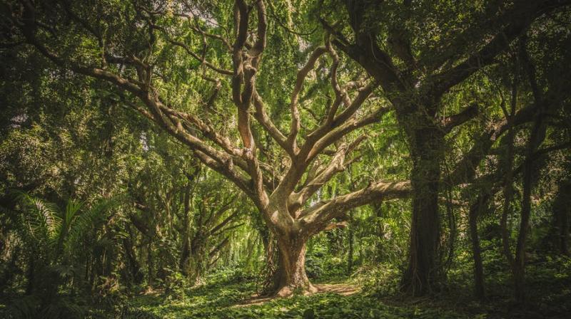 It is not temperatures but scarcity of water limiting the growth of forests as global warming increases. (Photo: File) It is not temperatures but scarcity of water limiting the growth of forests as global warming increases. (Photo: File)
