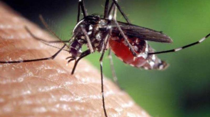Controlling the mosquito population is a major task and has not worked well in the Indian environment (Photo: Representational image) Controlling the mosquito population is a major task and has not worked well in the Indian environment (Photo: Representational image)
