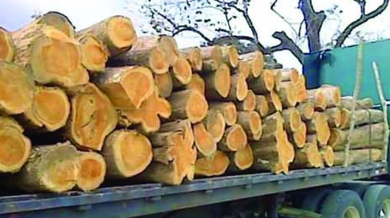 Some dealers buy their teakwood from smugglers instead of the government timber depots in order to evade tax. Some dealers buy their teakwood from smugglers instead of the government timber depots in order to evade tax.