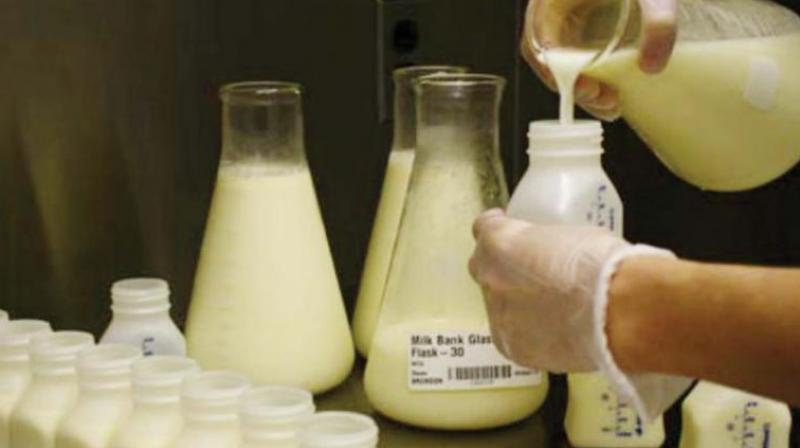 The milk collected from the cattle was again adulterated and sold to the milk vendors and ice-cream manufacturers in the city, said the SOT police. (Representational Images) The milk collected from the cattle was again adulterated and sold to the milk vendors and ice-cream manufacturers in the city, said the SOT police. (Representational Images)