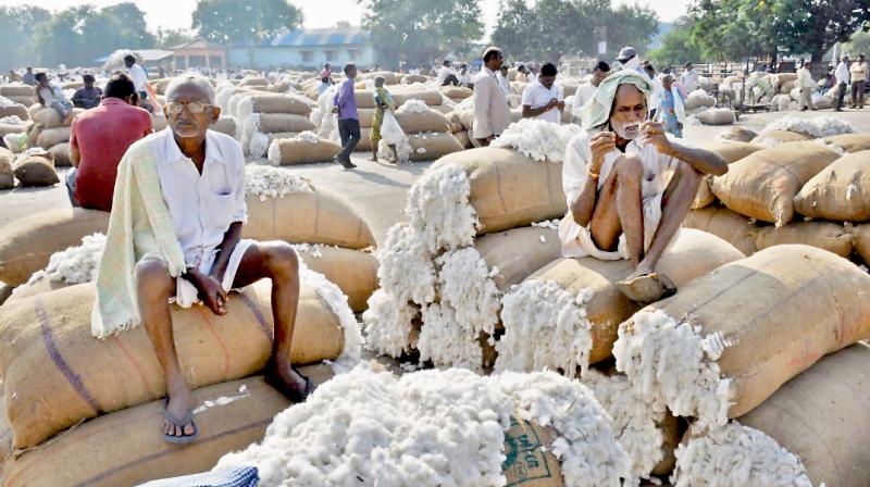 January 2026 Cotton Rates in Maharashtra: Latest Market Update, Prices & Farmer Outlook