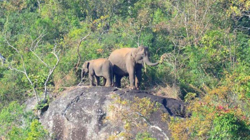 New Amarambalam Reserve Forest. (file pic) New Amarambalam Reserve Forest. (file pic)