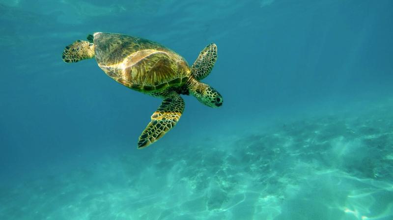 Climate change turning world's largest sea turtle populations female. (Photo: Pixabay) Climate change turning world's largest sea turtle populations female. (Photo: Pixabay)