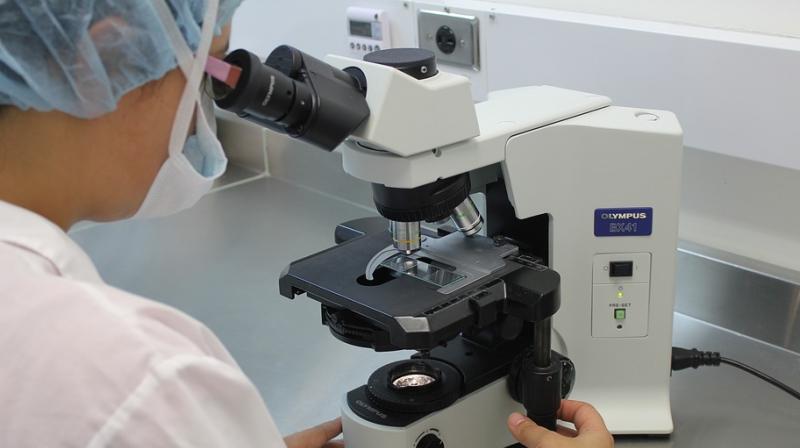 Scientists grow human muscle tissue from stem cells. (Photo: Pixabay) Scientists grow human muscle tissue from stem cells. (Photo: Pixabay)