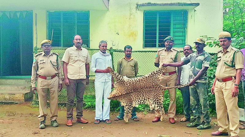 One leopard skin was seized from a house in Takiguda village, Adilabad District. One leopard skin was seized from a house in Takiguda village, Adilabad District.