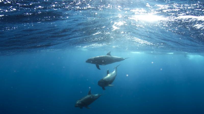 Marine heat waves can wreak havoc on wildlife . (Photo: Pixabay) Marine heat waves can wreak havoc on wildlife . (Photo: Pixabay)