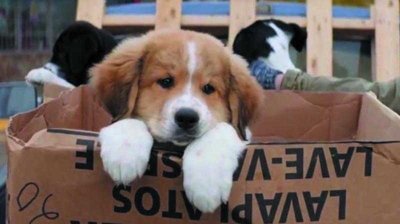 Dog lovers can rent a canine for few hours or even a day in metro cities from September with a new venture set to open around 100 outlets over the next 12 months. Dog lovers can rent a canine for few hours or even a day in metro cities from September with a new venture set to open around 100 outlets over the next 12 months.