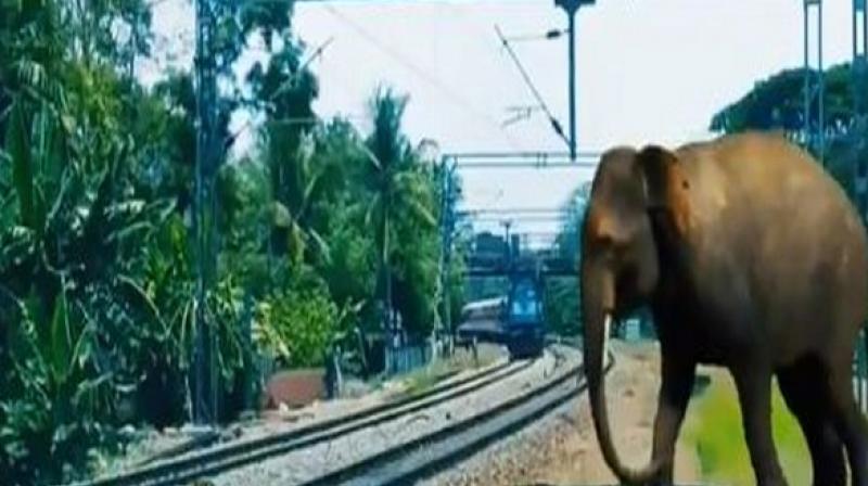 The Indian Railways' initiative 'Plan Bee' to prevent trains from hitting elephants crossing tracks has turned out to be successful. (Photo: ANI) The Indian Railways' initiative 'Plan Bee' to prevent trains from hitting elephants crossing tracks has turned out to be successful. (Photo: ANI)