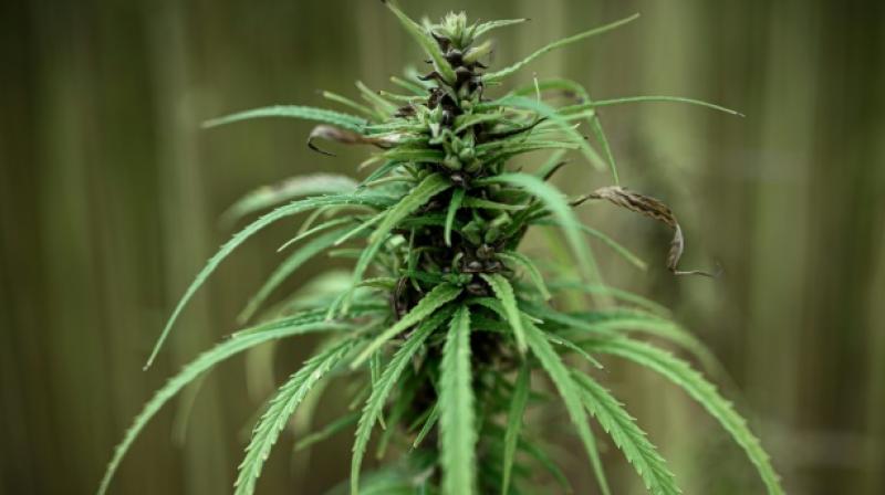 In most randomised-controlled trials of the effects of cannabinoids on depression and anxiety, the use was related to another condition, like chronic pain or multiple sclerosis. (Photo: AFP)