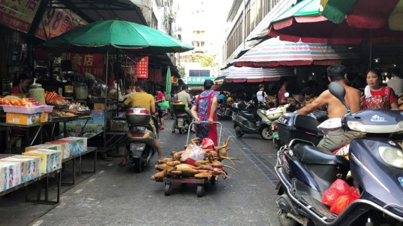 A vendor pulls a trolley with dog meat at the Dongkou market in China's southern Guangxi, ahead of this month's Yulin dog meat festival. (Photo: AFP)
149/5000
Seorang penjual menarik troli dengan daging anjing di pasar Dongkou di Guangxi selatan China, menjelang festival daging anjing Yulin bulan ini.