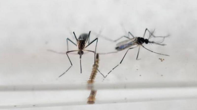 It is responsible for infecting millions of people around the world each year (Photo: AFP) It is responsible for infecting millions of people around the world each year (Photo: AFP)